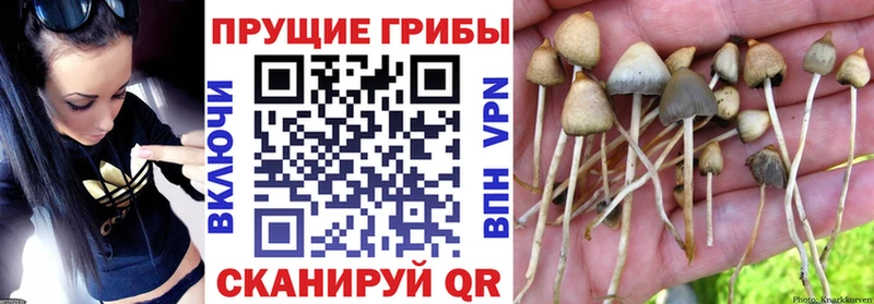 Псилоцибиновые грибы прущие грибы hydra сайт Ковдор